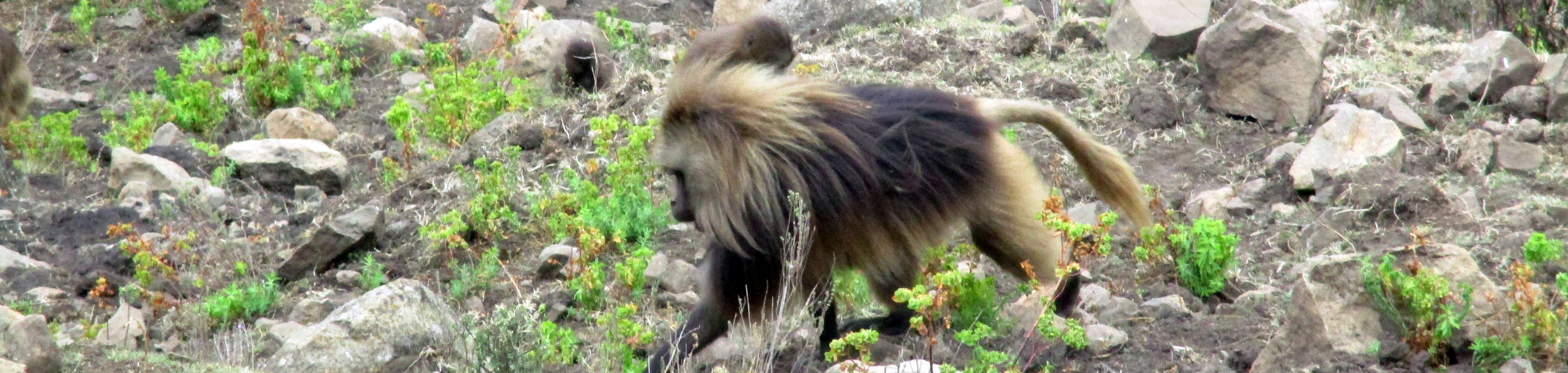 Guided Trekking Africa