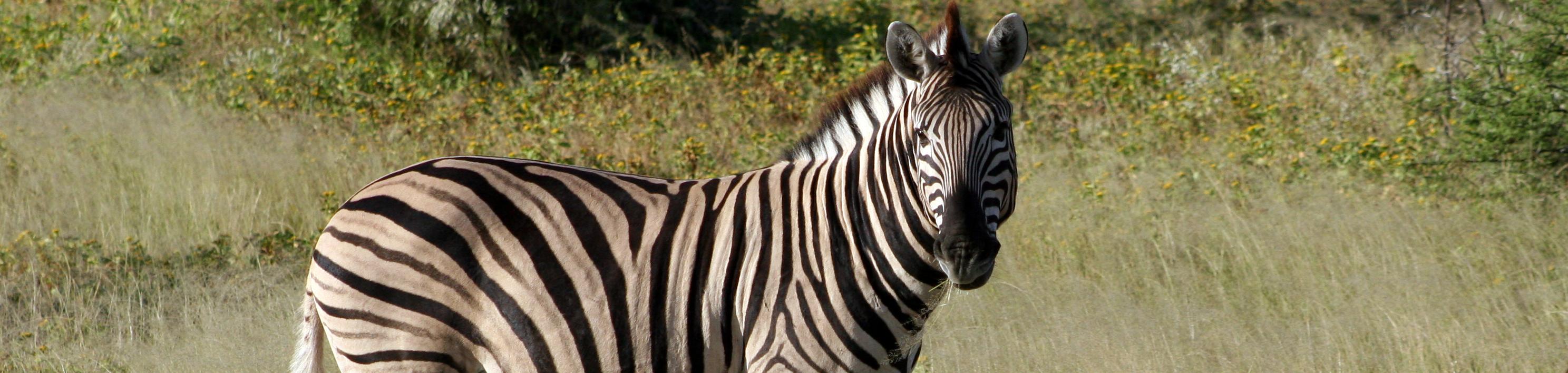 Zebra Bushwalking Books Adventure Travel Take a Walk...