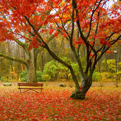 Fall in Vermont Square - Bushwalking Books - Adventure Travel - Take a ...