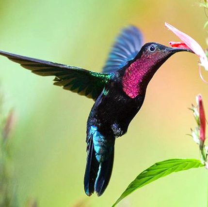 Guided Walking  in the Caribbean